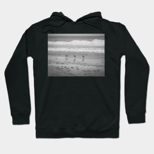 California Beach Birds Chilling on the Sunny Beach Photo V2 Hoodie